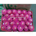 China Fresh Fuji Apple